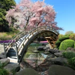 Logo of Sakura Garden Live Wallpaper android Application 